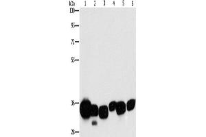 Western Blotting (WB) image for anti-Carbonyl Reductase 1 (CBR1) antibody (ABIN2429508) (CBR1 anticorps)