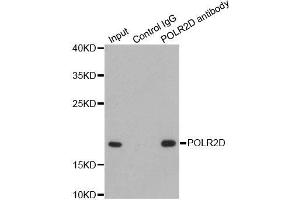 Immunoprecipitation analysis of 200 μg extracts of HepG2 cells using 1 μg POLR2D antibody (ABIN5970954). (POLR2D anticorps)