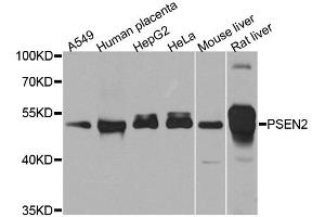 Western blot analysis of extracts of various cell lines, using PSEN2 antibody (ABIN5995411) at 1/1000 dilution. (Presenilin 2 anticorps)