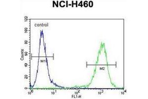 Flow cytometric analysis of NCI-H460 cells (right histogram) compared to a negative control cell (left histogram) using MIER2  Antibody (N-term), followed by FITC-conjugated goat-anti-rabbit secondary antibodies. (MIER2 anticorps  (N-Term))