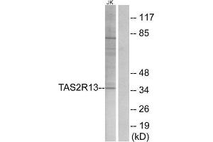 Western Blotting (WB) image for anti-Taste Receptor, Type 2, Member 13 (TAS2R13) (Internal Region) antibody (ABIN1853349) (TAS2R13 anticorps  (Internal Region))