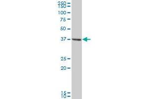 TMOD2 MaxPab polyclonal antibody. (TMOD2 anticorps  (AA 1-351))