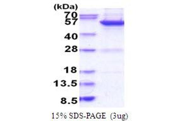 MINA Protein (AA 1-465) (His tag)