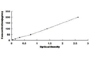 ELISA image for Connective Tissue Growth Factor (CTGF) ELISA Kit (ABIN1569231) (CTGF Kit ELISA)