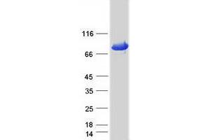 Validation with Western Blot (GRP78 Protein (Myc-DYKDDDDK Tag))