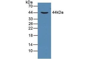 Western Blot; Sample: Human Lung Tissue. (CYFRA21.1 anticorps  (AA 244-400))