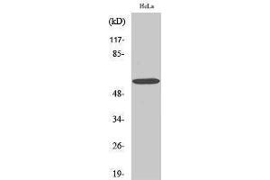 Western Blotting (WB) image for anti-GTPase Activating Protein (SH3 Domain) Binding Protein 1 (G3BP1) (Tyr529) antibody (ABIN3175180) (G3BP1 anticorps  (Tyr529))