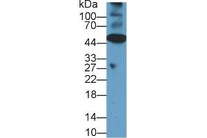 Western blot analysis of Mouse Heart lysate, using Rat CASP12 Antibody (1 µg/ml) and HRP-conjugated Goat Anti-Rabbit antibody ( (Caspase 12 anticorps  (AA 1-244))