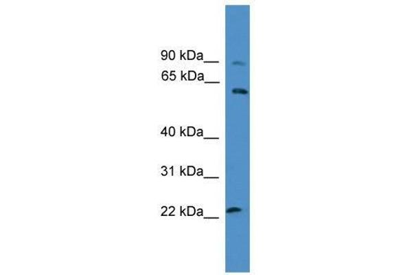 KCNS1 anticorps  (N-Term)