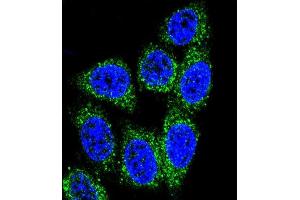 Confocal immunofluorescent analysis of MUTYH Antibody (Center) (ABIN653106 and ABIN2842694) with Hela cell followed by Alexa Fluor® 488-conjugated goat anti-rabbit lgG (green). (MUTYH anticorps  (AA 341-367))