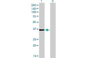 Western Blotting (WB) image for anti-TEA Domain Family Member 4 (TEAD4) (AA 151-260) antibody (ABIN563135)