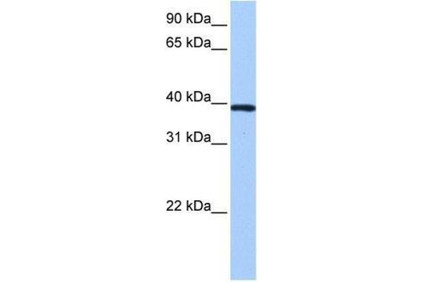 ZNF618 anticorps  (N-Term)