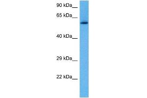 Host:  Rabbit  Target Name:  RELB  Sample Tissue:  Mouse Pancreas  Antibody Dilution:  1ug/ml (RELB anticorps  (C-Term))
