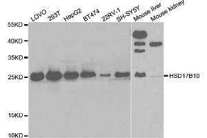 Western blot analysis of extracts of various cell lines, using HSD17B10 antibody (ABIN5973165) at 1/1000 dilution. (HSD17B10 anticorps)