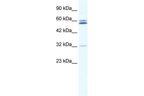 ZNF491 anticorps  (N-Term)