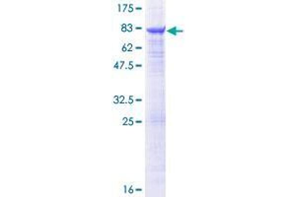 TUBb6 Protein (AA 1-446) (GST tag)