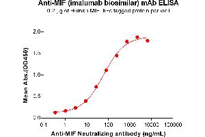ELISA plate pre-coated by 2 μg/mL (100 μL/well) Human MIF Protein, hFc Tag (ABIN7092690, ABIN7272330 and ABIN7272331) can bind Anti-MIF Neutralizing antibody (ABIN7477997 and ABIN7490934) in a linear range of 3. (Recombinant MIF (Imalumab Biosimilar) anticorps)