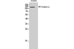 Western Blot (WB) analysis of Jurkat cells using VE-Cadherin Polyclonal Antibody. (Cadherin 5 anticorps  (Ser225))