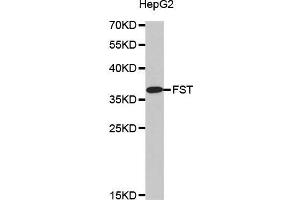 Western blot analysis of extracts of HepG2 cell line, using FST antibody. (Follistatin anticorps)