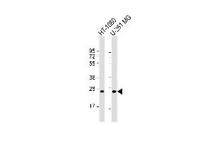 All lanes : Anti-ULBP2 Antibody (Center) at 1:1000 dilution Lane 1: HT-1080 whole cell lysate Lane 2: U-251 MG whole cell lysate Lysates/proteins at 20 μg per lane. (ULBP2 anticorps  (AA 88-116))