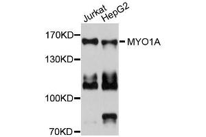Western blot analysis of extracts of various cell lines, using MYO1A antibody (ABIN5996323) at 1/1000 dilution. (Myosin IA anticorps)
