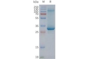 Human AD-Nanodisc, Flag Tag on SDS-PAGE (ADGRE2 Protéine)