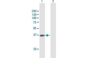 Western Blot analysis of SLC22A18 expression in transfected 293T cell line by SLC22A18 MaxPab polyclonal antibody. (ORCTL-2/SLC22A18 anticorps  (AA 1-424))