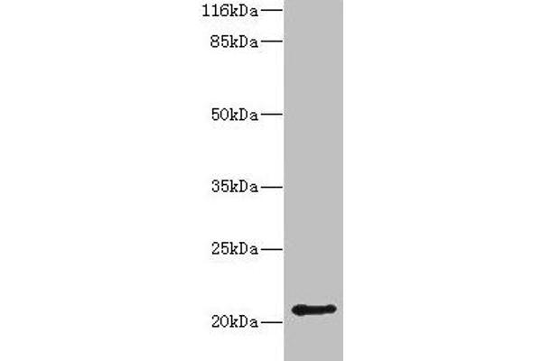 HDDC3 anticorps  (AA 2-140)