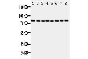 Lane 8: MCF-7 Cell Lysate (POR anticorps  (C-Term))