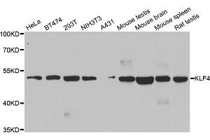 Western blot analysis of extracts of various cell lines, using KLF4 antibody. (KLF4 anticorps)