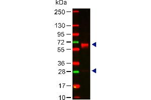 Lane 1: Human IgA. (Lapin anti-Humain IgA (Chain alpha), (Heavy Chain) Anticorps)