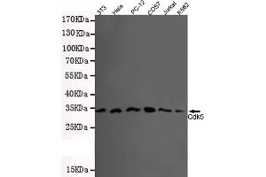 Western blot detection of CDK5(N-terminus) in 3T3,Hela,PC-12,COS7,Jurkat and K562 lysates using Cdk5 mouse mAb (1:500 diluted). (CDK5 anticorps  (N-Term))