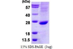 ATOH1 Protein (His tag)