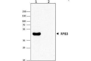 Western Blotting (WB) image for anti-RNA Polymerase II 33kD Subunit (RPII33) antibody (ABIN2656681) (RPII33 anticorps)