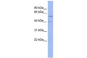 PPP2R5C antibody used at 1 ug/ml to detect target protein. (PPP2R5C anticorps  (Middle Region))