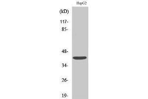 Western Blotting (WB) image for anti-Sphingosine-1-Phosphate Receptor 4 (S1PR4) (Internal Region) antibody (ABIN3174873) (S1PR4 anticorps  (Internal Region))
