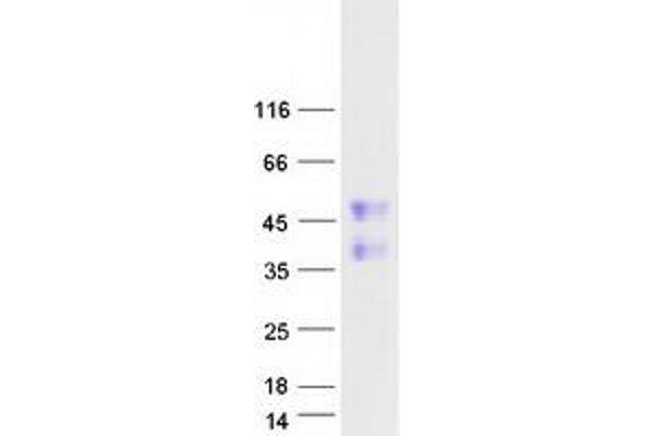 FAM122A Protein (Myc-DYKDDDDK Tag)