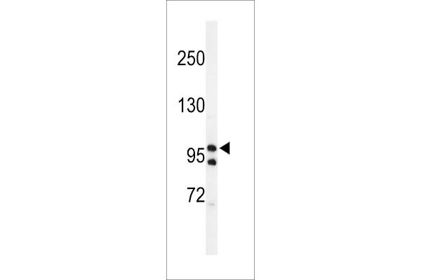 TAF2 anticorps  (C-Term)