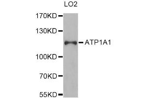 Western blot analysis of extracts of LO2 cells, using ATP1A1 Antibody (ABIN1871152) at 1:1000 dilution. (ATP1A1 anticorps)