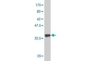 Western Blot detection against Immunogen (35. (SLC2A4RG anticorps  (AA 178-269))