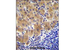 GGH Antibody immunohistochemistry analysis in formalin fixed and paraffin embedded human liver tissue followed by peroxidase conjugation of the secondary antibody and DAB staining. (GGH anticorps  (C-Term))