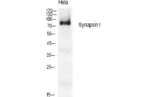 Western Blot analysis of various cells using Synapsin I Polyclonal Antibody diluted at 1:1000. (SYN1 anticorps)