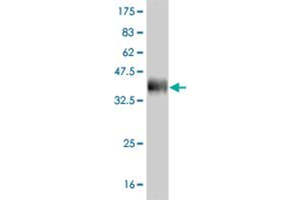 OLIG2 anticorps  (AA 2-78)