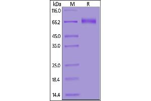 Human NKG2C&CD94, Fc Tag on  under reducing (R) condition. (NKG2C & CD94 (AA 94-231) (Active) protein (Fc Tag))