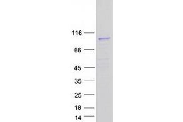 SEMA4F Protein (Myc-DYKDDDDK Tag)