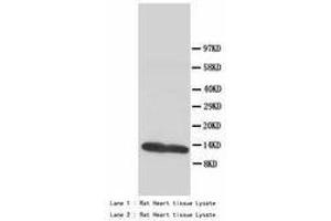 Image no. 2 for anti-Fatty Acid Binding Protein 3, Muscle and Heart (FABP3) (AA 119-133) antibody (ABIN1493379) (FABP3 anticorps  (AA 119-133))