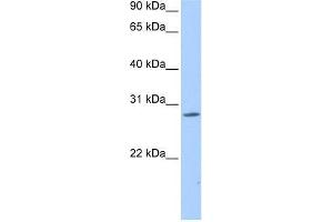 NRIP3 antibody used at 0. (NRIP3 anticorps  (Middle Region))