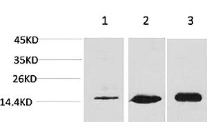 Western blot analysis of 1) Hela, 2) 3T3, 3) rat brain tissue using MAP LC3β Polyclonal Antibody. (LC3B anticorps)