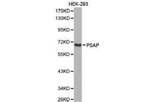 Western Blotting (WB) image for anti-Prosaposin (PSAP) antibody (ABIN1874353) (Prosaposin anticorps)