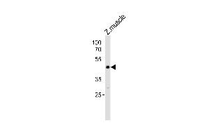 Western blot analysis of lysate fromzebra fish muscle tissue lysate, using (DANRE) mapk8 Antibody Azb18717a. (JNK anticorps  (AA 183-215))